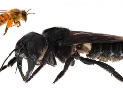 بزرگ ترین زنبور دنیا پیدا شد