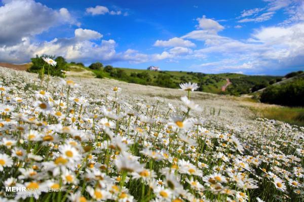 تصاویر، گلستانی در میان ابر و جنگل