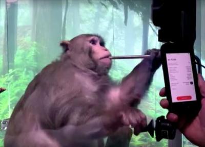 اعتراض فعالان حقوق حیوانات؛ ایلان ماسک میمونها را شکنجه نموده است