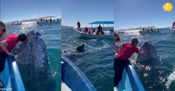 تجربه شگفت انگیز بوسیدن نهنگ خاکستری!